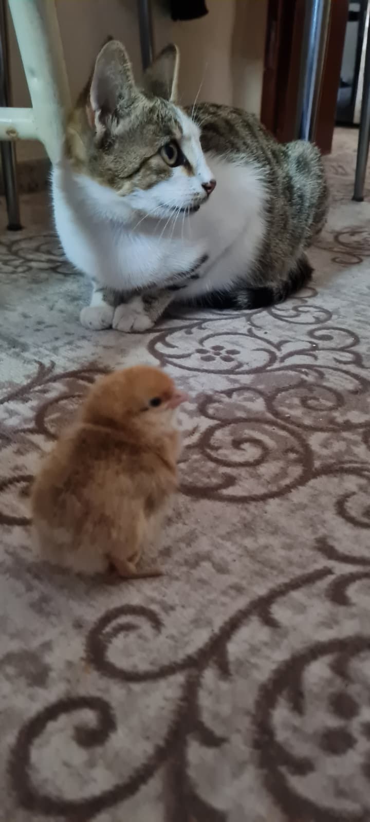 Esem Çiftliği Sakinleri